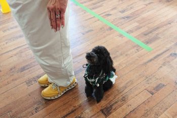 飼い主さんの左につく指示を実行中