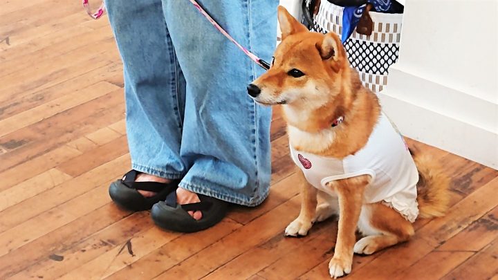 ワンちゃんも習い事！芦屋のドッグダンス教室